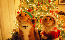 Christmas Cats GIF - Christmas Cats GIFs