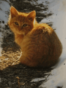 Yellow Cat Kitten GIF - Yellow Cat Kitten Sunshine Cat GIFs
