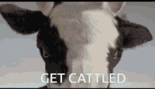 Cattle Cattled GIF - Cattle Cat Cattled GIFs