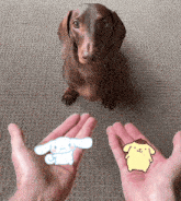 a dachshund is looking at a person holding a cinnamon bunny and pomeranian