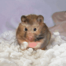 Tag Hamster GIF - Tag Hamster Noodles GIFs