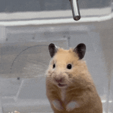 a close up of a hamster 's face looking at the camera