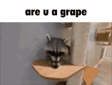Raccoon Funny GIF - Raccoon Funny Racca GIFs