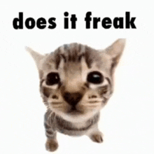 Does It Freak Freaky Cat GIF