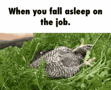 Sleepy Chicken GIF - Sleepy Chicken Job GIFs