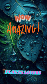 a picture of a leaf with water drops and the words wow amazing plants lovers
