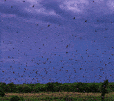 a purple sky with birds flying and lightning