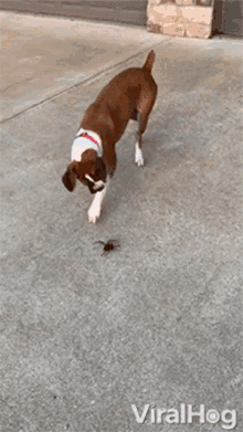 Dog Versus Spider Viralhog GIF