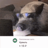 a picture of a dog wearing glasses with a green circle that says ' popolnene cheta ' on it