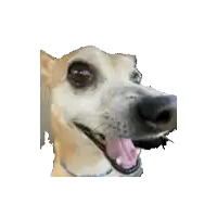 a close up of a dog 's face with its tongue sticking out