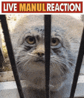 Live Manul GIF - Live Manul Reaction GIFs