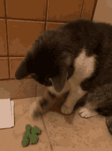 Pizsi Cat GIF - Pizsi Cat Worm GIFs