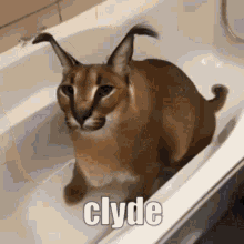 cool clyde