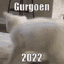 Gurgoen 2022 GIF - Gurgoen 2022 Dnd GIFs
