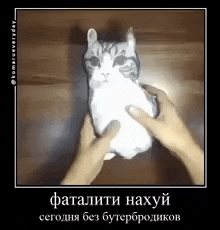 a person is holding a cat in their hands in a foreign language .