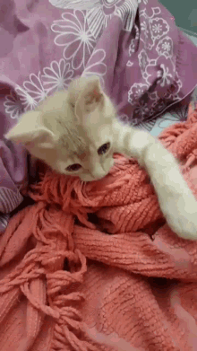 Cat Chuni GIF - Cat Chuni Sleep GIFs