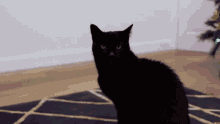 Kunt Black Kunt GIF - Kunt Black Kunt Black Cat Called Kunt GIFs