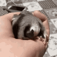 Cute Animal GIF - Cute Animal Marsupial GIFs