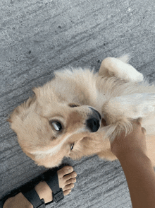 a dog laying on its back with a person 's foot in the foreground