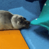 Seal Niko Seal GIF - Seal Niko Seal Seal Attack GIFs