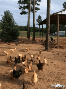 Chickens All GIF