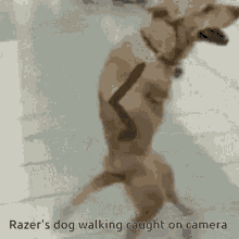 Razer Walking GIF - Razer Walking Dog GIFs
