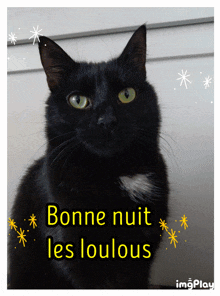 Bonne Nuit Les Loulous Bonne Nuit Chat GIF - Bonne Nuit Les Loulous Bonne Nuit Chat Good Night Cat GIFs