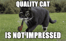 Quality Cat Quality Cat Is Not Impressed GIF - Quality Cat Quality Cat Is Not Impressed Not Impressed GIFs