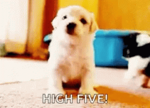 High Five Cute GIF - High Five Cute Dog - Discover & Share GIFs