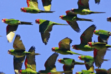 Wow Flock GIF - Wow Flock Bird GIFs