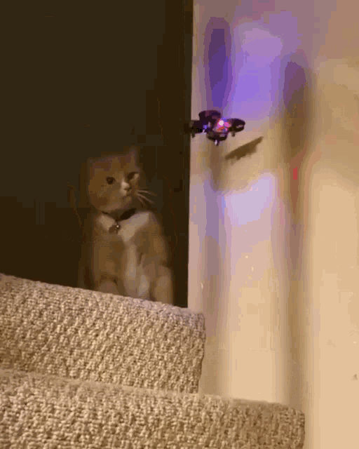 Cat Drone GIF Cat Drone - Discover Share GIFs