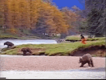 a couple of bears are walking along a river