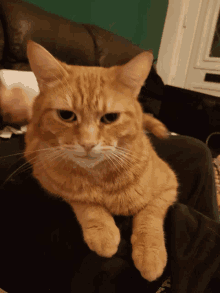 ginger cat what happened gullible confused confused face