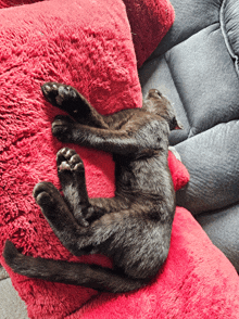 Nap Time Sleeping GIF - Nap Time Sleeping Tired Cat GIFs