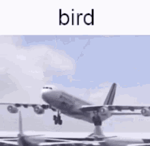 Bird Plane GIF - Bird Plane Airplane GIFs