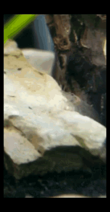 a close up of a rock in a tank with a frog in it