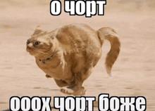 a picture of a cat running with a caption that says ochort
