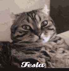 Kauffejauw Tesla GIF - Kauffejauw Tesla Cat GIFs