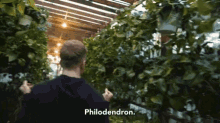 Philodendron Plants GIF - Philodendron Plants Shopping GIFs