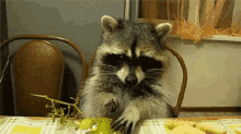 Raccoon Yum GIF - Raccoon Yum Yummy GIFs