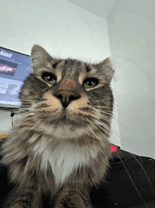 Cat Touge Shakai GIF - Cat Touge Shakai Kaz GIFs