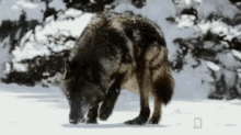 Wolf Smells GIF - Wolf Smells Dog GIFs