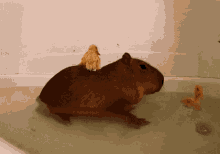 Capybara Swimming GIF