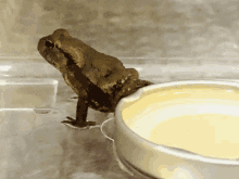 Frog After Bathing GIF