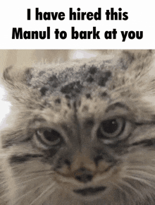 Manul Pallas Cat GIF - Manul Pallas Cat I Have Hired This Cat To Stare At You GIFs