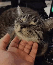 Scratching Cat Under Cheek GIF - Scratching Cat Under Cheek Cat GIFs