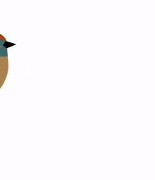 bird nose bird nose