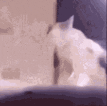 Cat Reverse GIF - Cat Reverse Stare GIFs