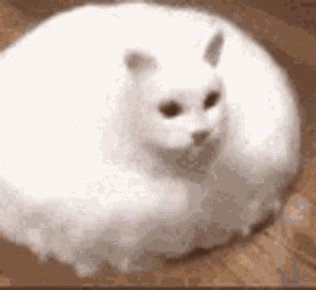 Store Kosciuszko vil gøre Cat Roomba GIF - Cat Roomba White - Discover & Share GIFs