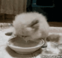 Cat Drinking GIF